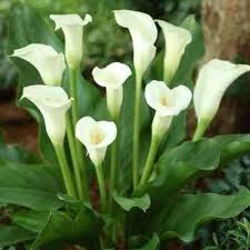 Image result for Zantedeschia aethiopica
