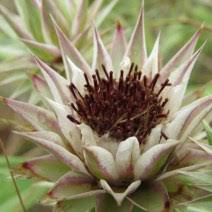 Image result for Macledium zeyheri