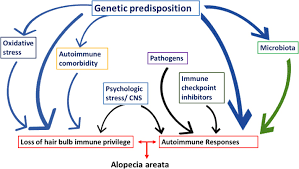 Severe, often intractable burning pruritus of the scalp is a frequent complaint in dermatomyositis. Alopecia Areata A Multifactorial Autoimmune Condition Sciencedirect