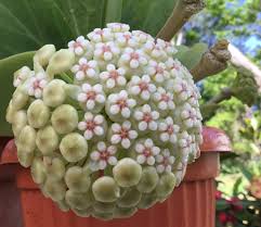 Image result for hoya plant flower