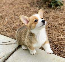 Pin By Dennis Zborek On Cute Puppehs Cute Corgi Corgi Dog Puppies
