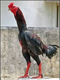 Pin By Sungur Mumcu On Kumes Animals And Pets India Art Animals