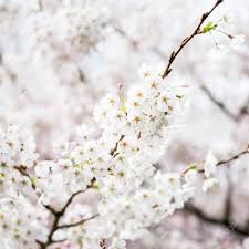 Maybe you would like to learn more about one of these? Blooming Tree Branches With White Flowers Cherry Blooming Springtime Park In England Uk Stock Photo Picture And Royalty Free Image Image 57438636
