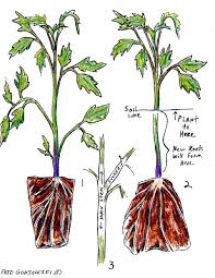 Fred Gonsowski Garden Home Tomato Plants Plants Tomato Garden