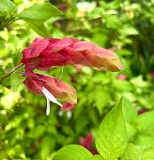 Image result for Justicia phyllostachys