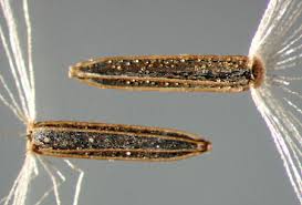 Image result for Mikania