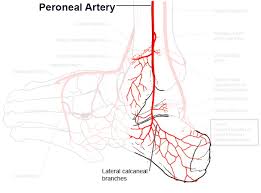 Blood supply to the scalp. Blood Supply To The Foot Foot Ankle Orthobullets