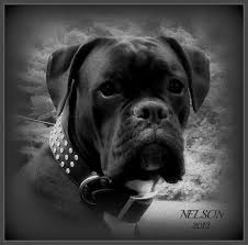 Black And White Boxer Puppies For Sale In California Baby Face Nelson Codman Hill Boxers Sealed Brindle Boxer Boxer Puppies Boxer Dogs Funny Boxer Dogs