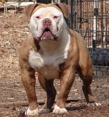 Regular exercise is important for these strong dogs to beat boredom, which can manifest as bad behavior. Asgards Gatlins Pelto S Buster Gargoyle Peltos Color Chocolate Tri Bulldog Puppies English Bulldog Puppies American Bulldog Puppies
