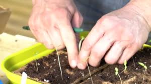 Wo sollte man tomaten aussäen? Tomaten Pikieren So Geht S Mein Schoner Garten