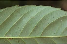 Image result for Paracroton pendulus