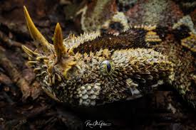 Image result for Pogonarthria refracta