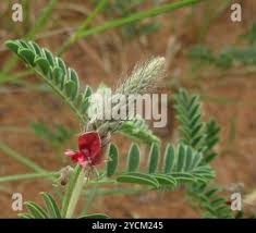 Image result for Indigofera daleoides