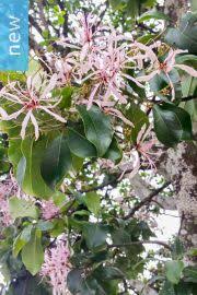 Image result for Vepris reflexa