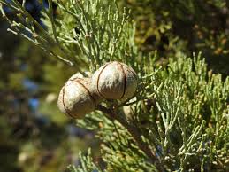 Image result for Callitris