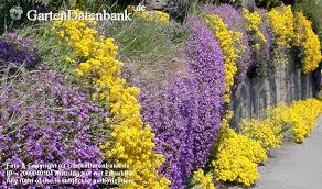 Bild Felsen Steinkraut Goldgelbes Steinkraut Aurinia Saxatilis Foto Steinkraut Und Blaukissen Als Uberhangende Polsterstau Polsterstauden Steinkraut Pflanzen