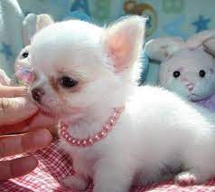 Browse thru thousands of chihuahua dogs for adoption near in usa area, listed by dog rescue organizations and individuals, to find your match. 2 Chihuahua Puppies For Free Hannahorlando Hotmail Com Chihuahua Puppies Baby Chihuahua Chihuahua Puppies For Sale