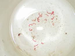 Check spelling or type a new query. Red Worms