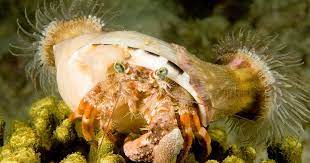 Sebutannya dalam bahasa inggris, hermit crab (ketam. Zsbwr0djl2f8pm