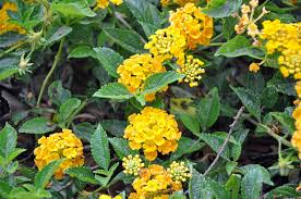 Image result for Lantana camara