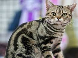 This is the classic american cat, complete with a hearty build and game personality and a long history of domestication that can be traced back to the mayflower. American Shorthair Cat To Safeguard Valuable Cargo From Mice And Rats