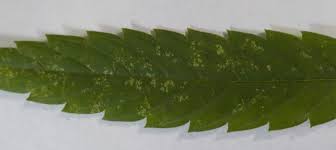 We offer fashion and quality at the best price in a more sustainable way. Tiny White Spots Leaf Fungus 420 Magazine