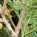 Image result for Acacia brevispica