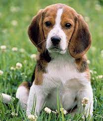 Beagle Dog Beagle Dog Breed Cute Beagles Beagle Puppy