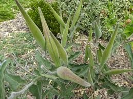Image result for Oxypetalum coeruleum