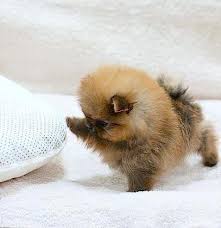Dead Micro Teacup Pomeranian 333 They Love To Be Cuddled And Stay Tiny Fluffy And Are Cat Frie Pomeranian Puppy Cute Teacup Puppies Pomeranian Puppy Teacup
