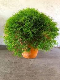 Image result for Pogonatherum paniceum