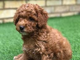 Listing over 26 poodle puppies for sale in the areas of: Meet Biscuit Our Dark Red Poodle Stud Dog