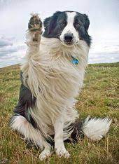 Baby Dogs Dogs Beautiful Dogs Border Collie