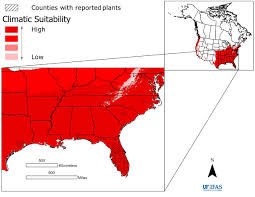 Image result for Crassocephalum paludum