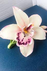 Pin On Orchid