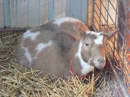 Goats In Winter The Thrifty Homesteader