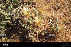 Image result for Dicoma capensis