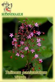 Image result for Talinum paniculatum