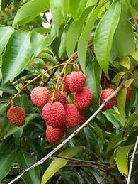 Le Litchi Un Arbre Fruitier Tropical Arbre Fruitier Fruits De Saison Fruits Exotiques