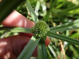 Image result for Kyllinga erecta