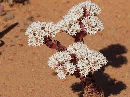 Image result for Crassula alsinoides