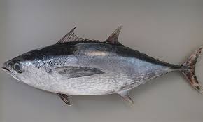 Comes with nasi putih, ulam & budu kampung. Ikan Ikan Tongkol Di Perairan Kita Umpan