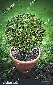 Image result for Buxaceae