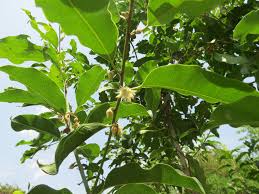 Image result for Mimusops elengi