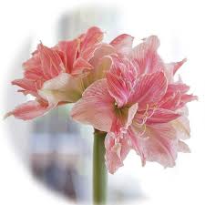 Image result for Hippeastrum sp. cultivars