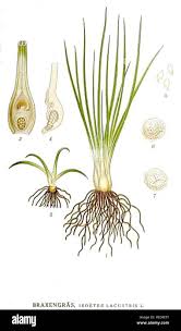 Image result for Isoetes