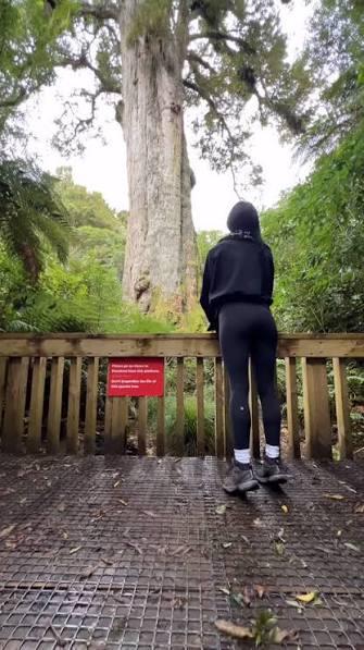 🌳Where to see the giant kauri trees of Northland!🌳 The oldest and largest kauri trees (Tāne Mahuta and Te Matua Ngahere) are both located in the Waipoua Forest, near the Hokianga Harbour,