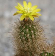 Image result for Cyanotis caespitosa