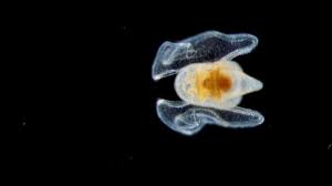 Image result for Lobelia pteropoda