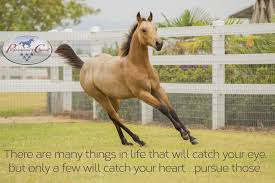  There Are Many Things In Life That Will Catch Your Eye But Only A Few Will Catch Your Heart Pursu Cute Horse Quotes Inspirational Horse Quotes Horse Quotes